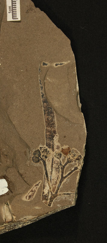 A fossil of Eucalyptus caldericola showing leaf venation and capsules