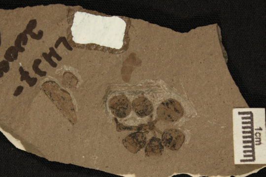 Ancient Eucalypt Discovered in South America