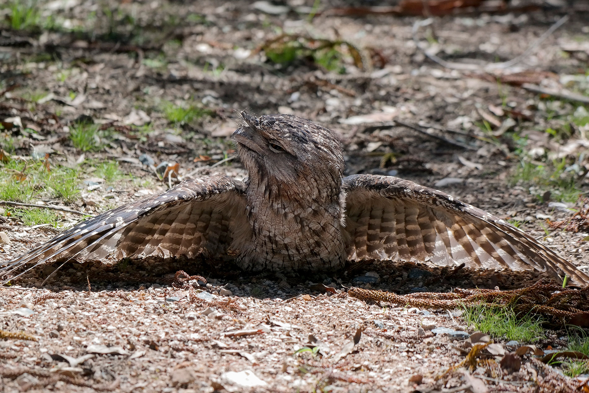 Frogmouth Basking
