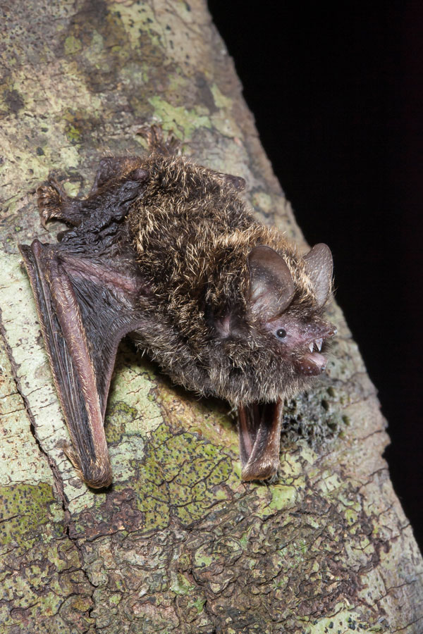 Golden Tipped Bat