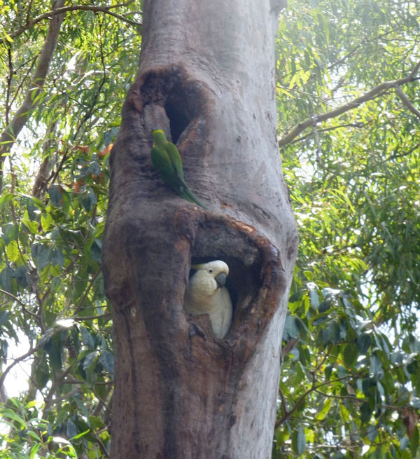 Rainbow Lorikeet and Sulphur-crested Cockatoo in old Gum tree