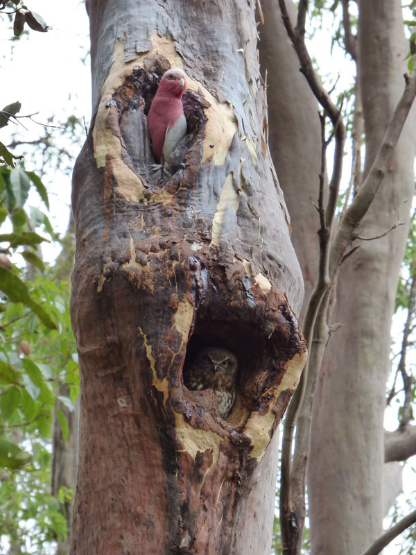 Galah and Southern Boobook Owl took up residence in this old gum tree.