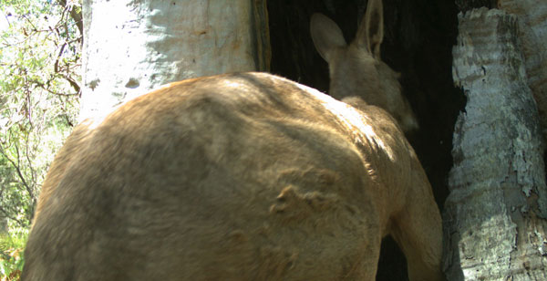 A large male Eastern Grey Kangaroo tries to squeeze his way into the hollow.