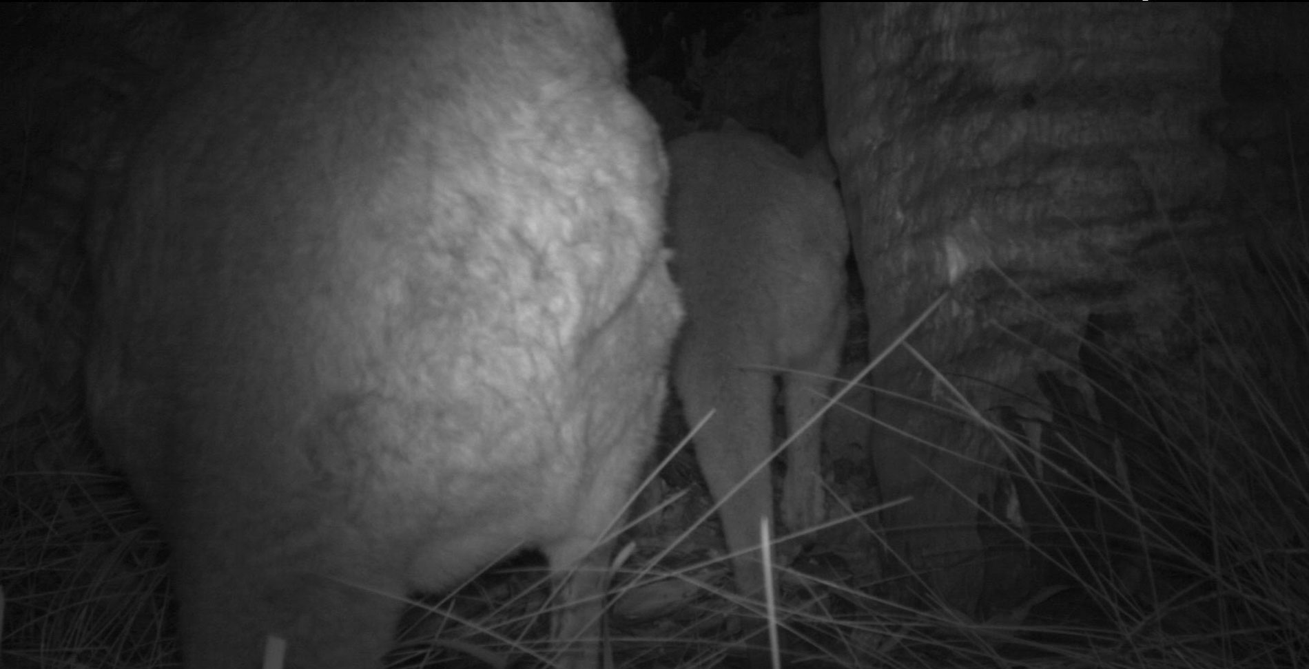 A joey goes inside the hollow whilst Mum supervises