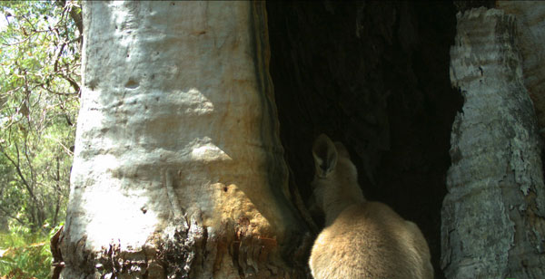 A joey ventures into the hollow on its own.