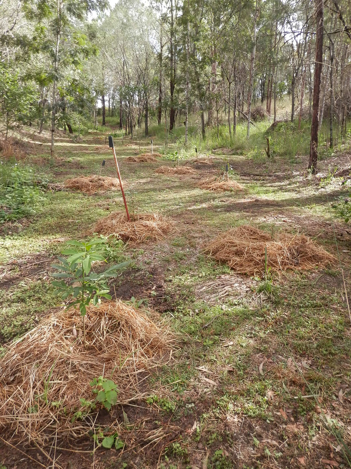 Planting native trees where Lantana had once thrived.