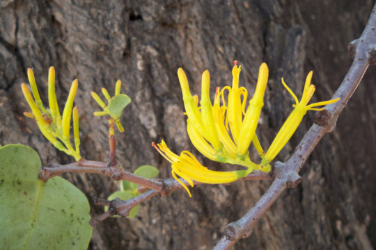 Mistletoes: Hanging on despite an unwarranted reputation