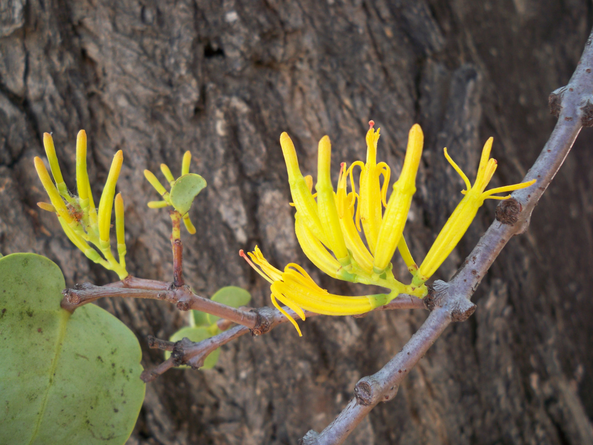 flowers-of-sessile-leaves-misteltoe