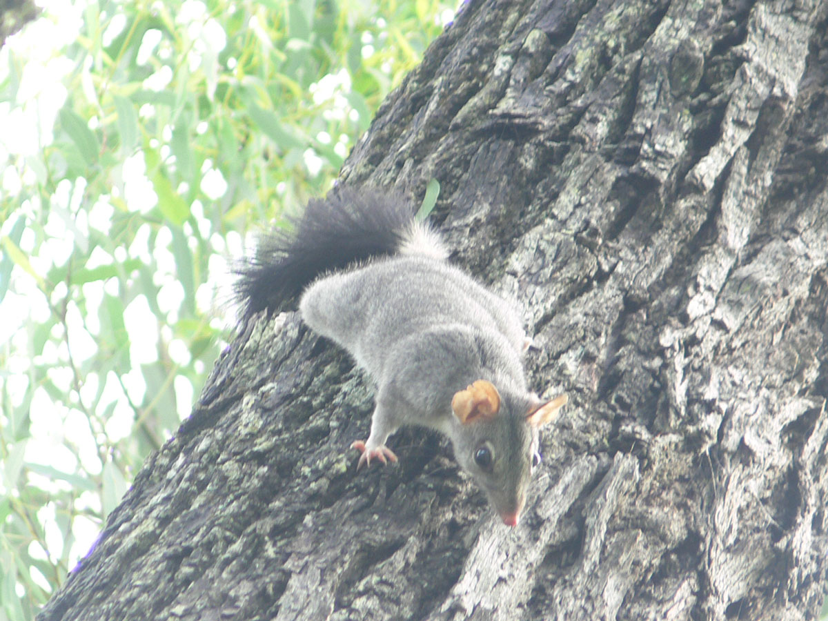 Brush-tailed Phascogale.