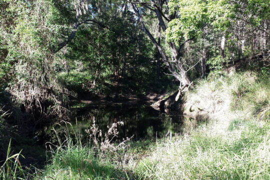 Quinnie’s story of habitat restoration on Oakey Creek