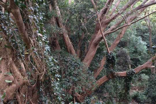 Curtains of Richmond Birdwing Vines