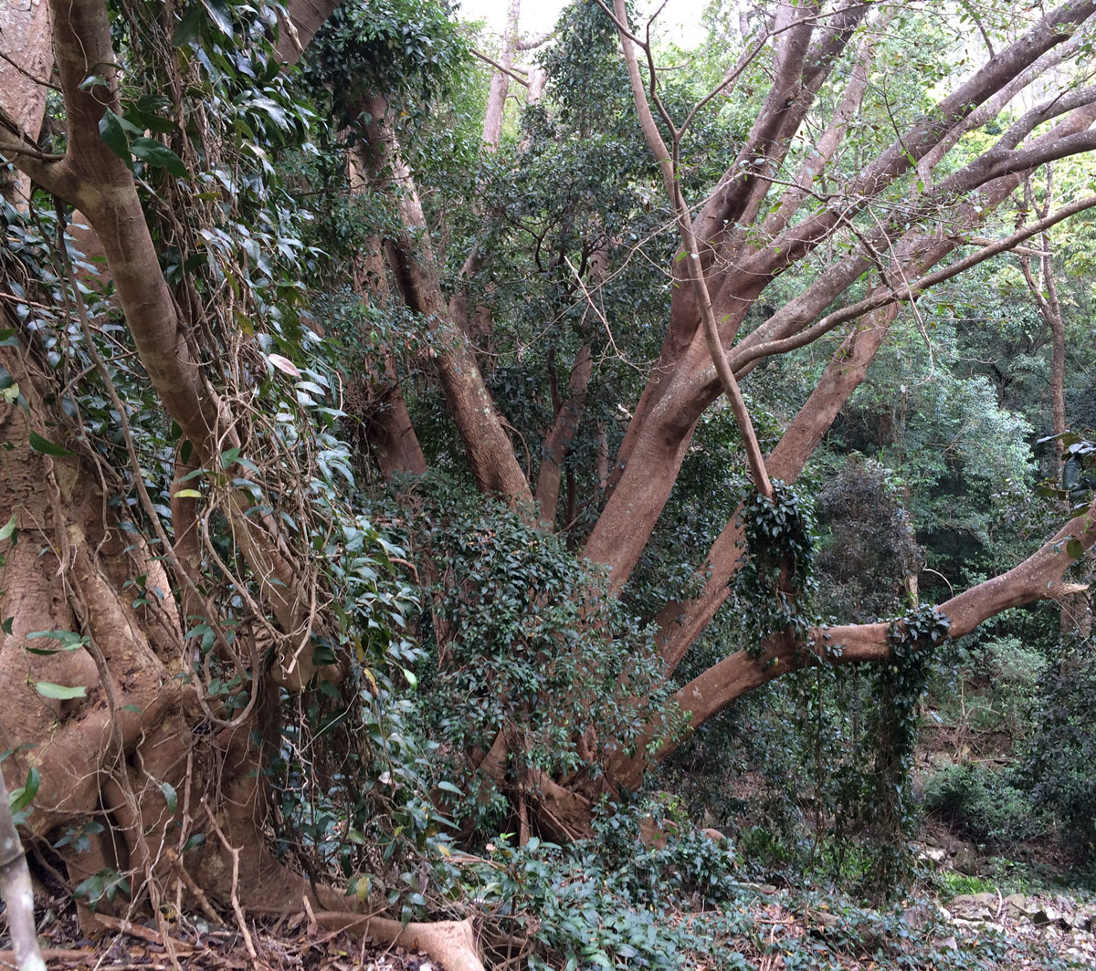 Birdwing Vines