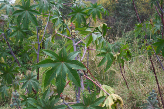 Castor Oil Plant