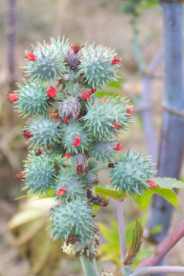 Castor Oil Plant - Land for Wildlife