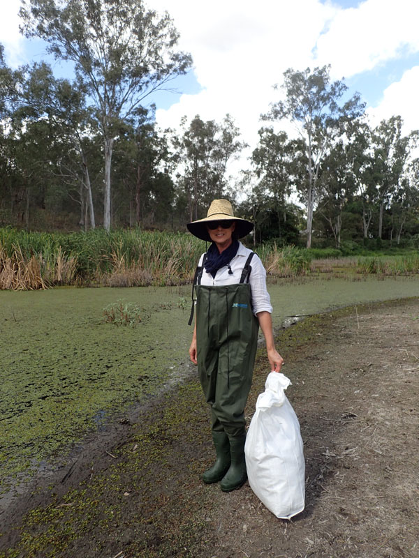 Inside this bag is Salvinia along with a colony of Salvinia Weevils, ready to be released into this water body.