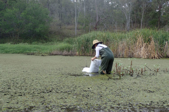 Weevils Help Control Salvinia