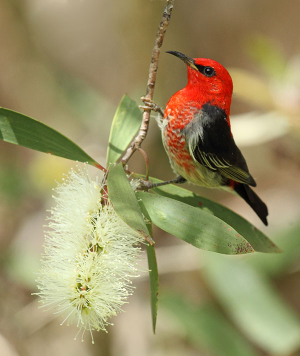 A Male Scarlet Honeyeater