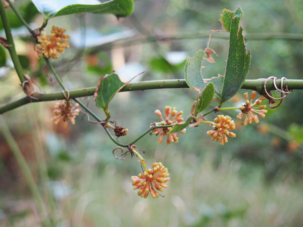 Smilax in flower