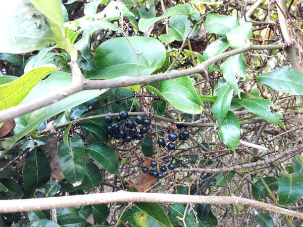 A scrambling thicket of Smilax