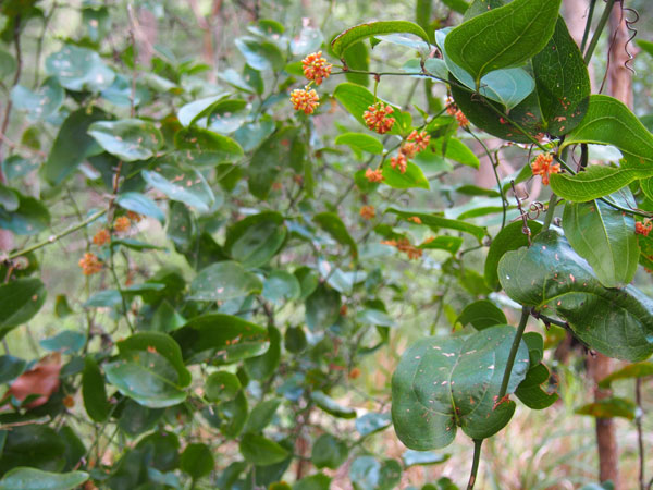 Smilax in flower