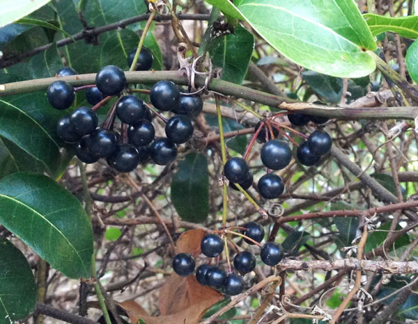 Shiny, black Smilax fruit
