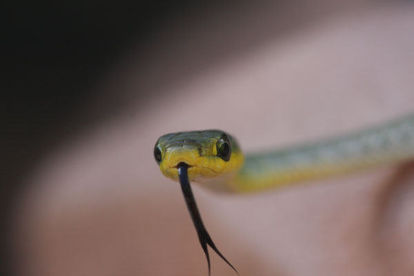 Common Tree Snakes