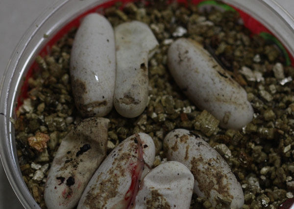 Common Tree Snake eggs