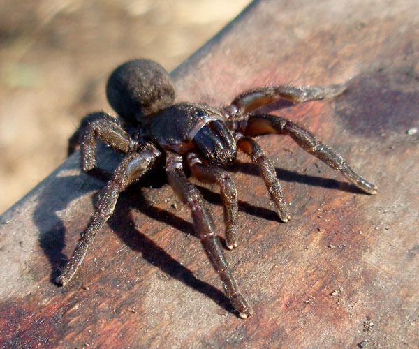 Brushfooted Trapdoor Spider