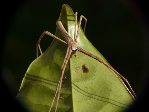 A Common Net-casting Spider