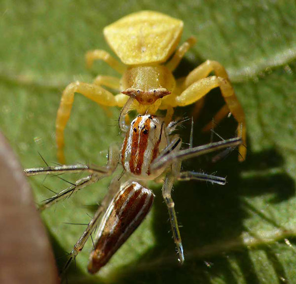 A yellow Spectacular Crab Spider