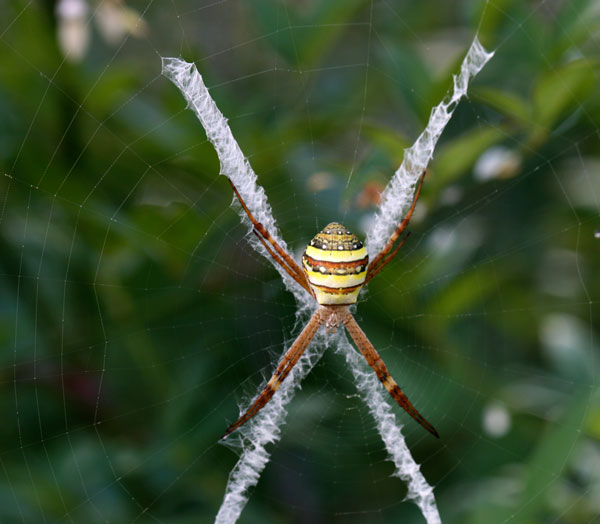 St Andrews Cross Spider