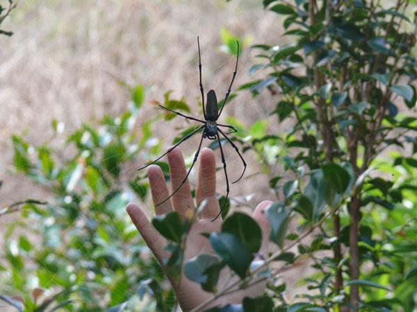 A Northern Golden Orb Weaver