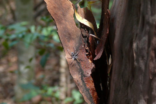 Spiders and the Web of Life