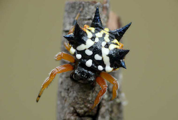 Australian Jewel Spider