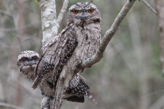 Tawny Frogmouths: A Master of Disguise