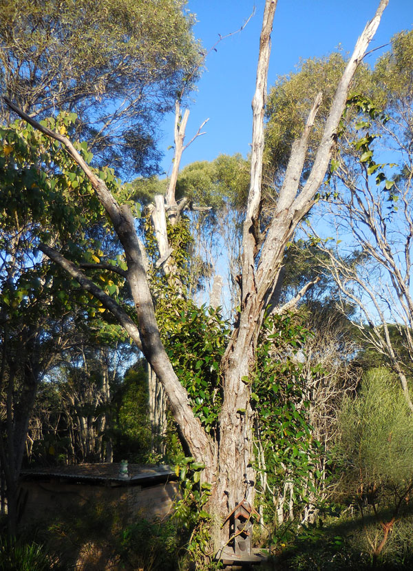 Wattle Homes