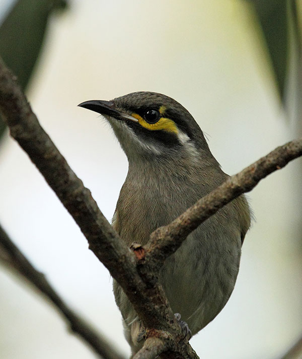 Yellow Faced Honeyeater