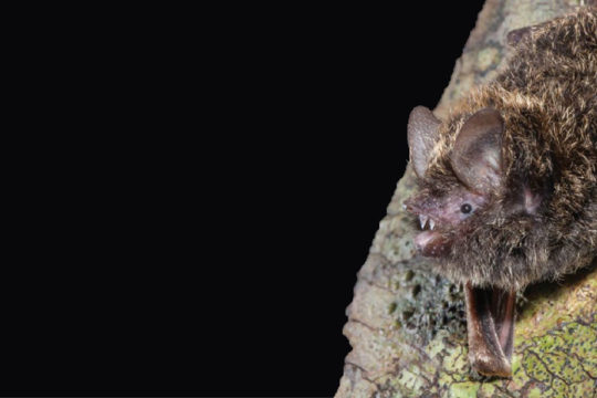 Golden-tipped Bats and their inter-relationship with spiders and birds