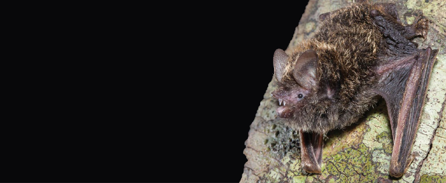 Goldentipped Bats and their interrelationship with spiders and birds