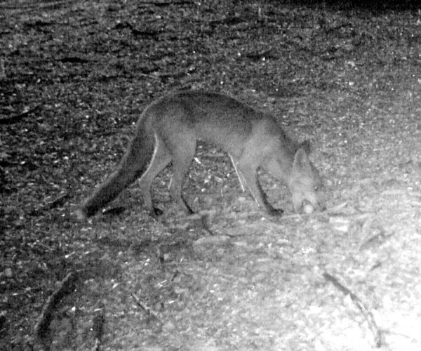 A fox takes a Bush Stone-curlew egg