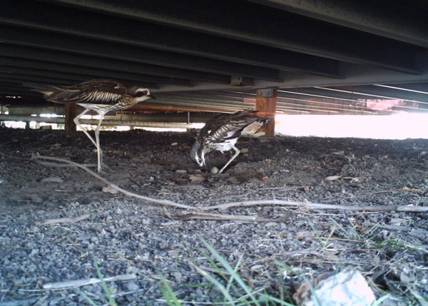 Curlews nesting under a building
