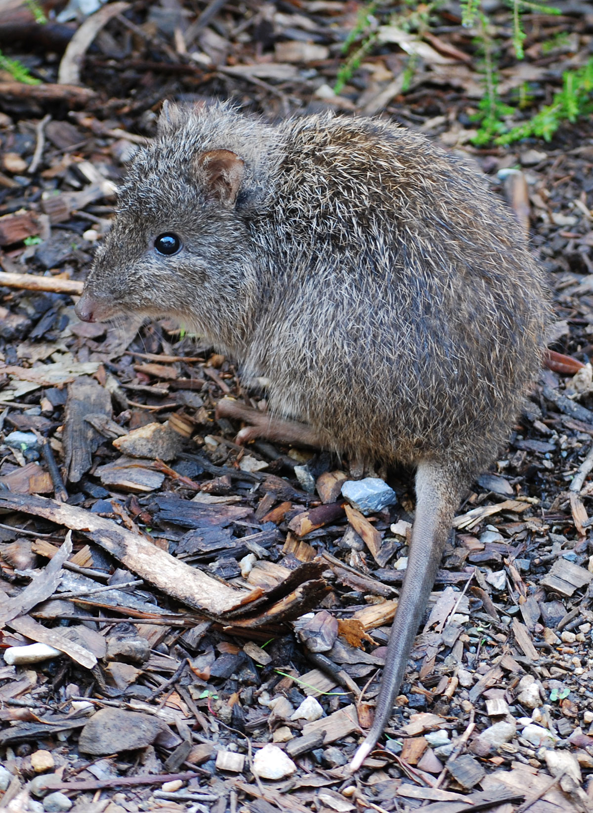 A captive Long-nosed Potoroo.