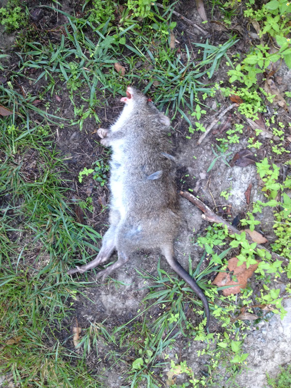 Long-nosed Potoroo found on roadside near Samford