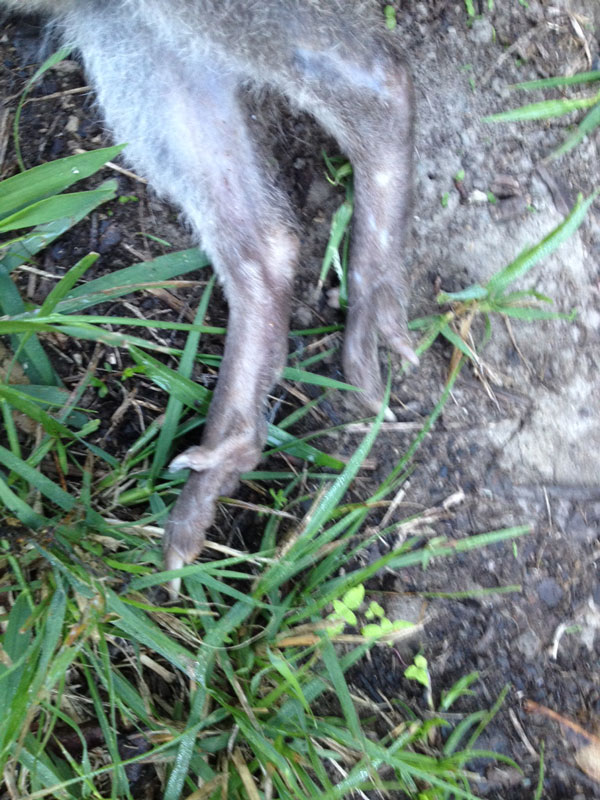 thick, dark tail and strong hind legs on a potoroo