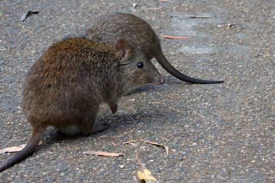 An Unsavoury Task Helps Potoroo Researchers