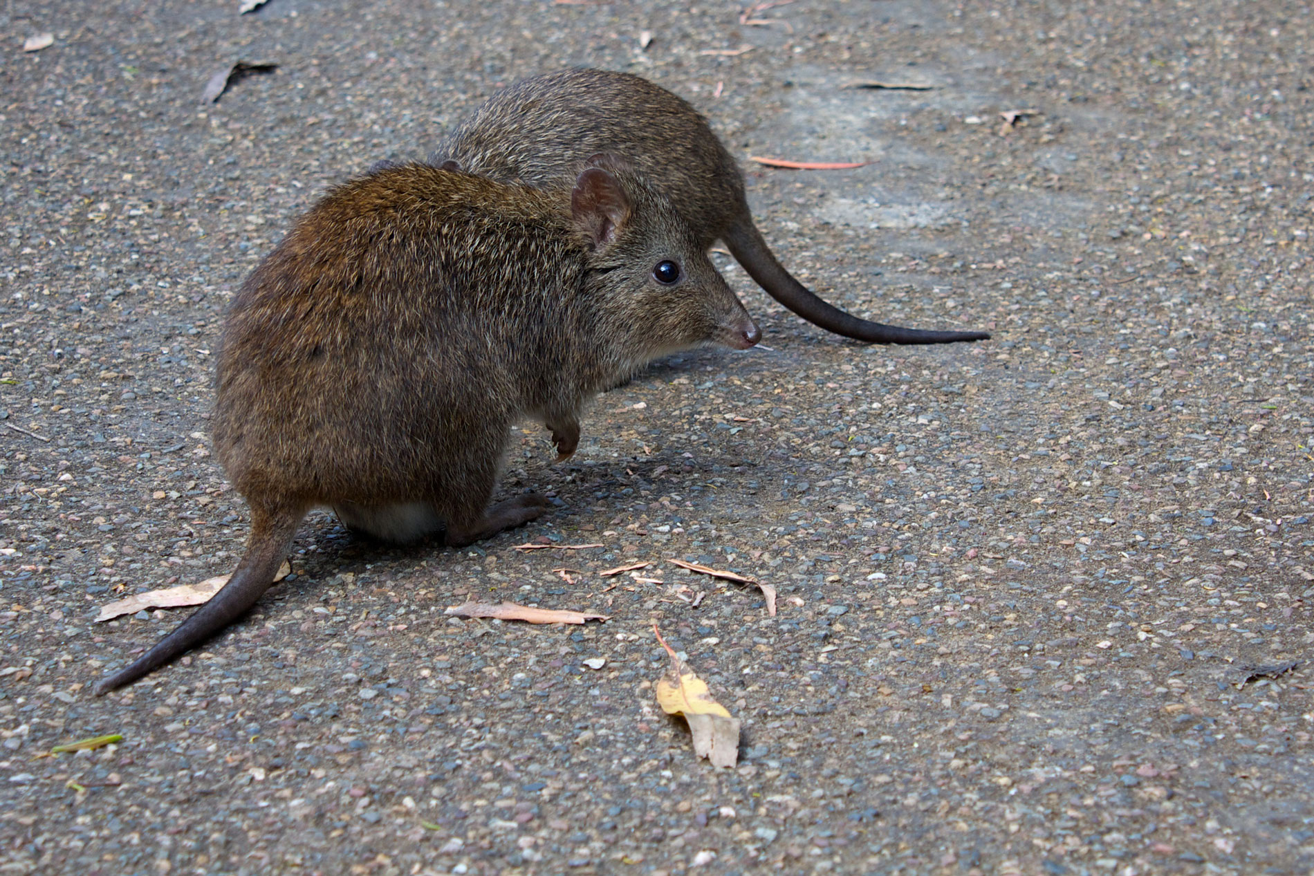 Captive Long-nosed Potoroos