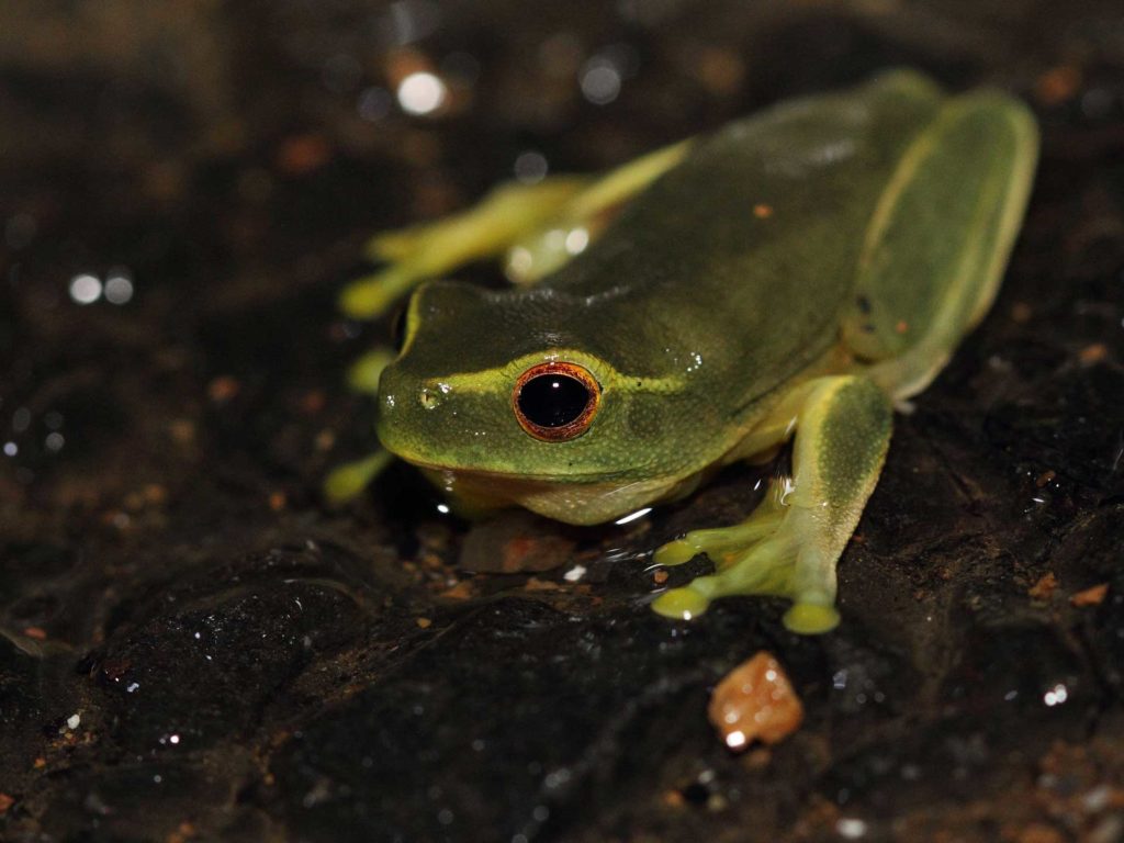 An image of a red eye tree frog