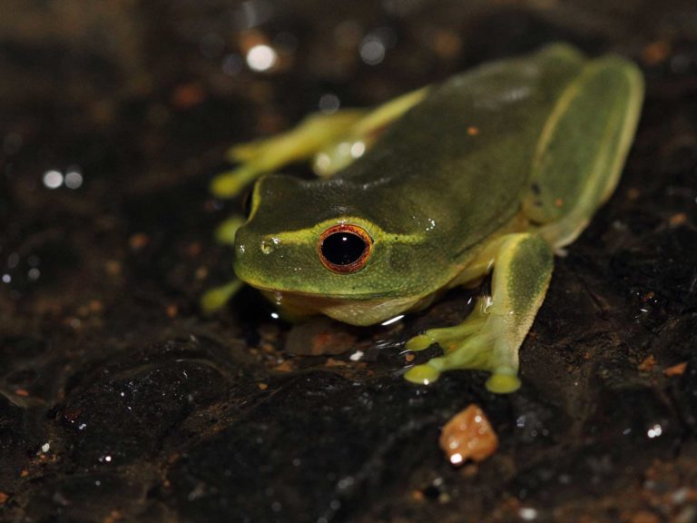 Where do frogs go in winter? Land for Wildlife