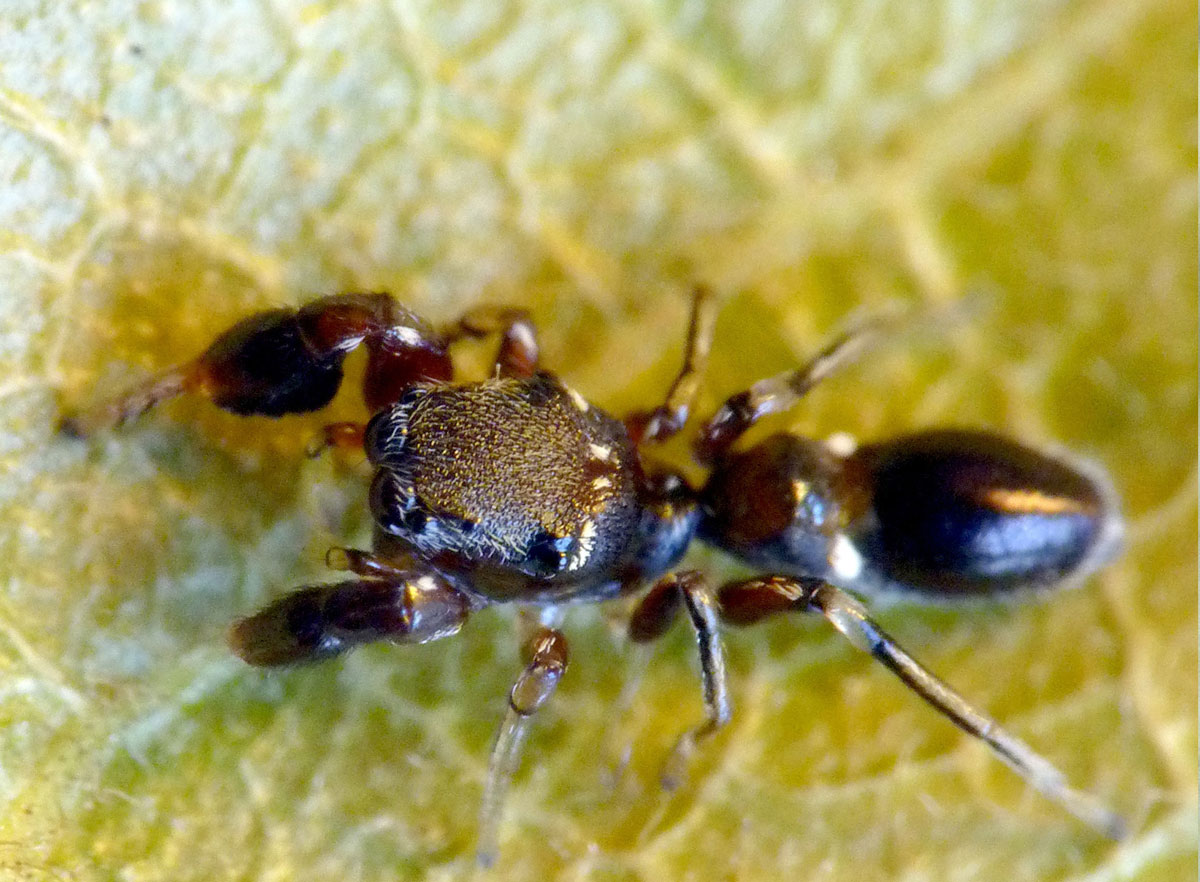 An ant-eating ant-mimic (Rhombonotus sp.). Photo by Robert Whyte.