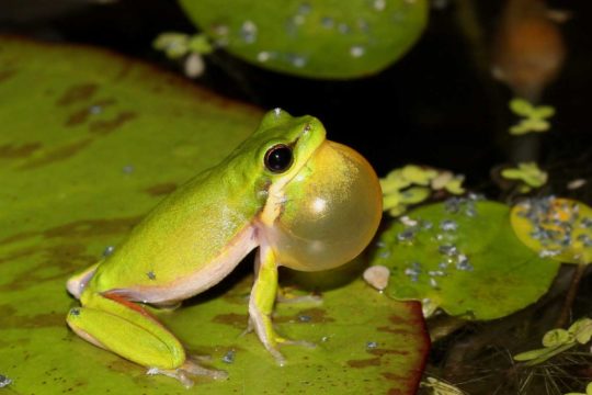 Where do frogs go in winter?